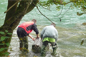 Velika Usora poribljena potočnom pastrmkom