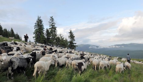 Antistresno čuvanje ovaca u Tesliću