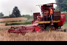 Povećan obim sjetve strnih žita 