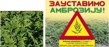 Akcija uništavanja ambrozije