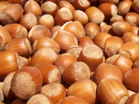 Vodeći u proizvodnji lješnika