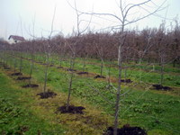 Garantni fond za podsticaj poljoprivrede