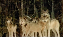 Ustrijelili dvije vučice