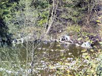 Ekološka katastrofa na rijeci Usori, uginulo pola tone riba