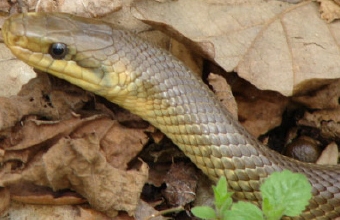 Zmija džin iz Teslića (VIDEO) 